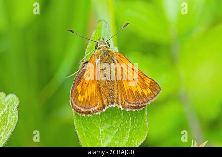 Femmina grande Skipper, (Ochlodes sylvanus,) poggiante sulla foglia. Foto Stock