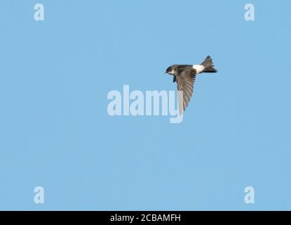 Una Casa Martin (Delichon urbicum) cattura insetti contro un cielo blu profondo, Norfolk Foto Stock