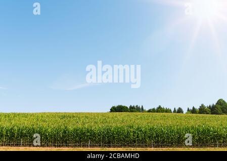 mais su campo contro cielo blu chiaro il giorno d'estate Foto Stock