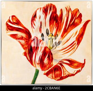 Tulipano 'rotto' dipinto da Jan van Huysum (1682-1749), un pittore olandese. I tulipani 'rotti' hanno un'infezione virale, che ha fatto sì che i petali mostrino belle e sorprendenti striature di colore in essi, notate dal botanico fiammingo Carolus Clusius, padre dell'ossessione olandese con i tulipani, nei Paesi Bassi nel 1600. Foto Stock