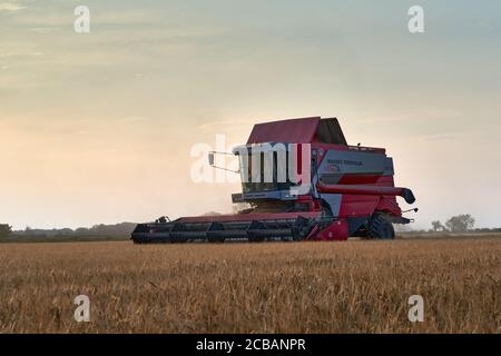 Mietitrebbia Massey Ferguson Cerea 7278 che raccoglie in un campo di Orzo nel Lincolnshire nell'estate del 2020 Foto Stock