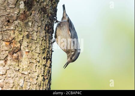 Sitta europaea. Il nuthatch di legno è un uccello unico, grazie alla sua capacità di discendere attraverso tronchi di alberi. Foto Stock