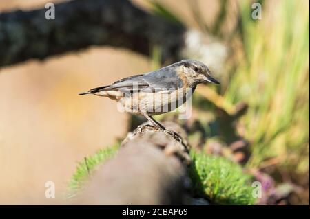 Sitta europaea. Il nuthatch di legno è un uccello unico, grazie alla sua capacità di discendere attraverso tronchi di alberi. Foto Stock