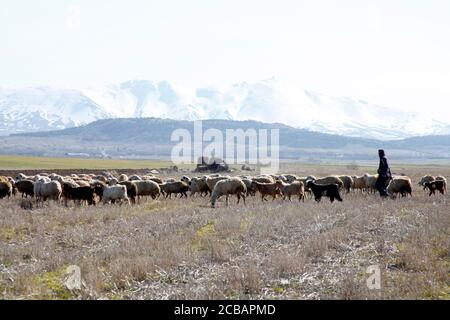 Monte Hasan. Mandria di pecore. Aksaray, Turchia Foto Stock