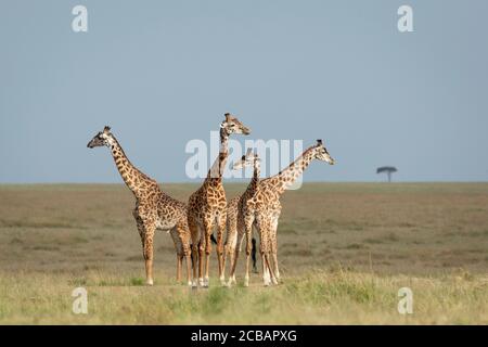 Torre di quattro giraffe in piedi e guardando intorno allerta dentro Le pianure aperte di Masai Mara in Kenya Foto Stock