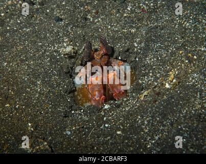 Spearing Mantis Shrimp, Lysiosquillina Lisa, nascosto nella sabbia vulcanica, tulamben, Bali, Indonesia Foto Stock