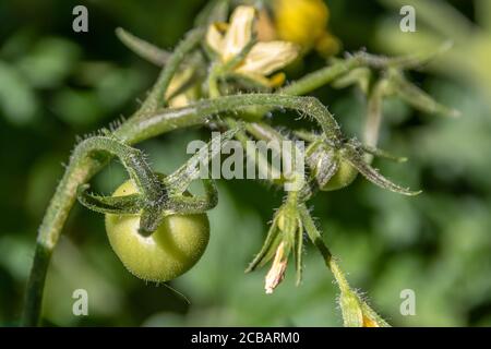 pomodori che crescono al sole Foto Stock