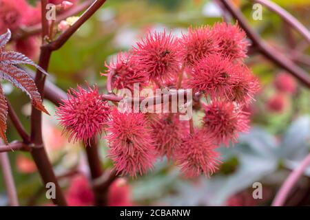 pianta di fagiolo di ricino con frutti rossi di prickly Foto Stock