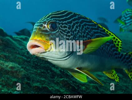 Primo piano di sweetlips foderati, Plectorhinchus lineatus, Liberty Wreck, Tulamben Bali Indonesia Foto Stock