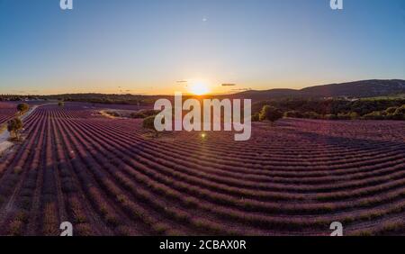 Campi di lavanda in Ardeche nel sud-est della Francia Foto Stock