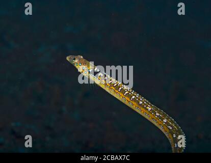 Uomo elegante Sand-Diver, Trichonotus elegans, Tulamben, Bali, Indonesia Foto Stock