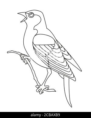 Vector line art monocromo canzone uccello nightingale seduta sul ramo. Illustrazione del contorno nero isolata su sfondo bianco. Illustrazione a stock per co Illustrazione Vettoriale