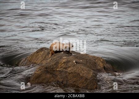 Otter, Lutra lutra, mangiando un'anguilla di controgro sulla roccia circondata da acqua vorticosa, Ebridi esterne Foto Stock