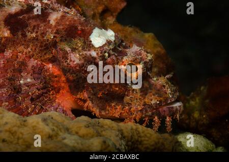 Primo piano di Scorpione, Scorpaenopsis oxycephalus, Tulamben, Bali, Oceano Indiano, Indonesia Foto Stock