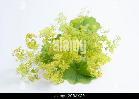 Alchemilla mollis, fiori di mantello e fogliame della Signora su sfondo bianco. Foto Stock