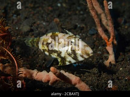 Strapweed filefish: Pseudomonacanthus macrurus, Tulamben, Bali Foto Stock