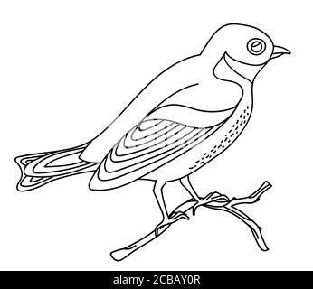 Vector line art monocromo canzone uccello nightingale seduta sul ramo. Illustrazione del contorno nero isolata su sfondo bianco. Illustrazione a stock per co Illustrazione Vettoriale