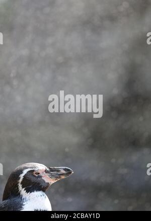 12 agosto 2020, bassa Sassonia, Osnabrück: Un pinguino Humboldt si trova sotto una doccia d'acqua nel suo recinto e si raffredda alle alte temperature. Foto: Frito Gentsch/dpa Foto Stock