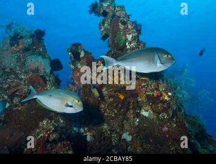 Pesce Surgeonfish di yellowfin, Acanthurus xanthopterus, sul relitto della libertà, Tulamben, Bali Foto Stock