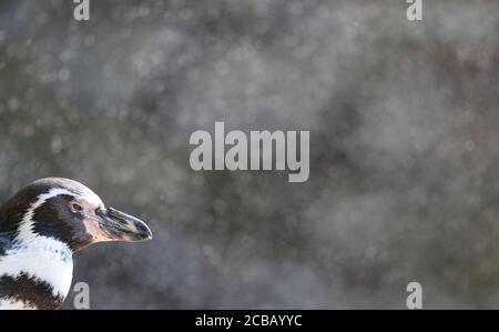 12 agosto 2020, bassa Sassonia, Osnabrück: Un pinguino Humboldt si trova sotto una doccia d'acqua nel suo recinto e si raffredda alle alte temperature. Foto: Frito Gentsch/dpa Foto Stock