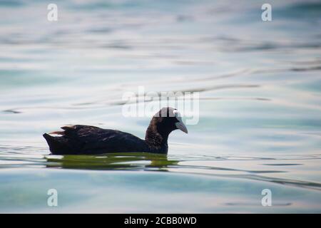 Un piede comune adulto (fulica atra) che nuota nelle acque blu del Lago di garda. Profilo verticale. Foto Stock