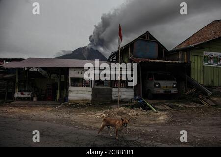 Karo, Sumatra del Nord, Indonesia. 12 agosto 2020. Un cane si alza mentre il Monte Sinabung spezza cenere e fumo nel cielo, dopo la recente eruzione a Karo, Sumatra Nord, il 12 agosto 2020. La montagna in Indonesia si trova sul Pacifico anello di fuoco, che rappresenta il 80 per cento del mondo sismico, l'attività ha livello III o 'Alert' status. Credit: Albert Ivan Damanik/ZUMA Wire/Alamy Live News Foto Stock