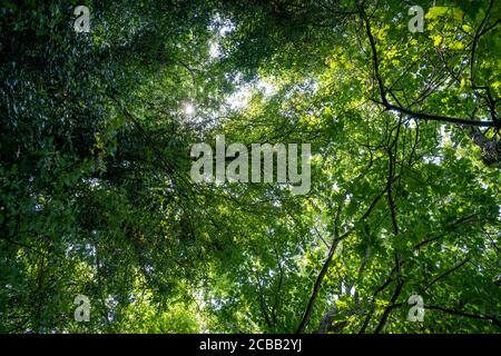 Guardando sugli alberi in una calda giornata estiva nel Regno Unito. Foto Stock