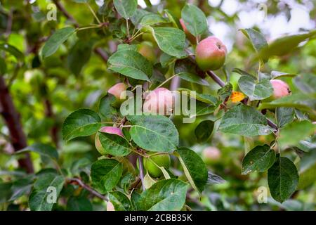 Le mele organiche crescono sull'albero. Foto Stock