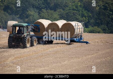 Westerham, Kent, 12 agosto 2020, dopo aver guarito il fieno per circa tre giorni, un agricoltore a Westerham Kent carica le sue balle di fieno su un rimorchio con un trattore pronto per essere rimosso dal campo. Il fieno può essere raccolto due o tre volte l'anno, il primo taglio ha generalmente il rendimento più grande. Credit: Keith Larby/Alamy Live News Foto Stock