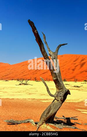 Naukluft National Park Namibia, Dead Vlei è una padella di argilla nel deserto con alberi morti. Foto Stock