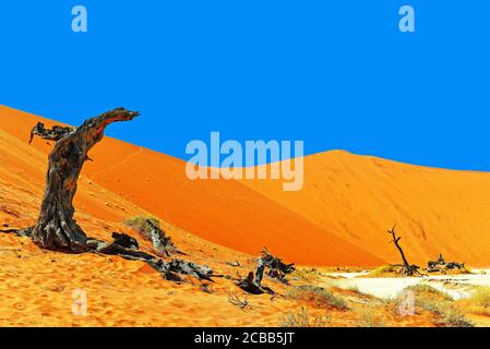 Naukluft National Park Namibia, Dead Vlei è una padella di argilla nel deserto con alberi morti. Foto Stock