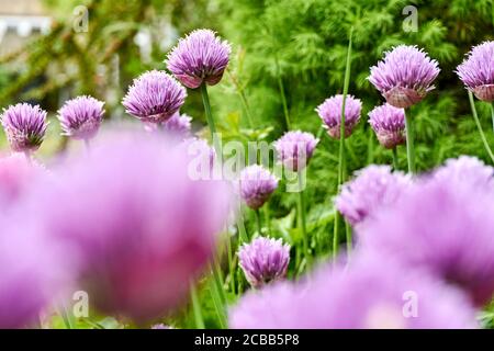 Erba cipollina o Allium Schoenoprasum in fiore con fiori viola viola e steli verdi. L'erba cipollina è un'erba commestibile per l'uso in cucina. Foto Stock