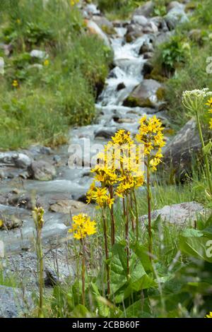 Fiori di campo gialli in fiore Ligularia sulla riva del torrente di montagna. Messa a fuoco selettiva Foto Stock