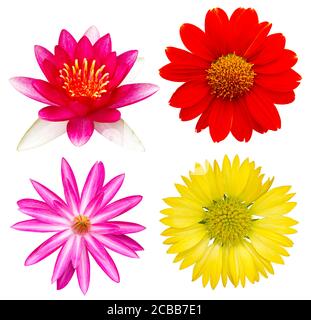 Insieme di fiori di loto e girasole isolato su sfondo bianco Foto Stock