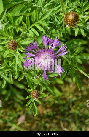 Centaurea dealbata Foto Stock