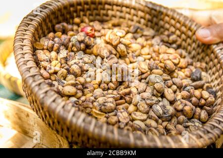 Molti chicchi balinesi di caffè Luwak Foto Stock