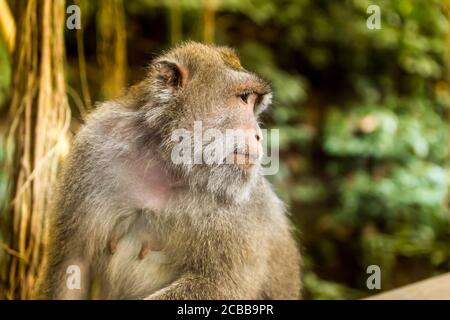 Scimmia in una foresta a Bali, Indonesia Foto Stock