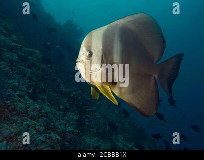 Vista laterale di un batfish Longfin, Platax teira, sopra la barriera corallina in Atollo Ari, Oceano Indiano, Maldive Foto Stock