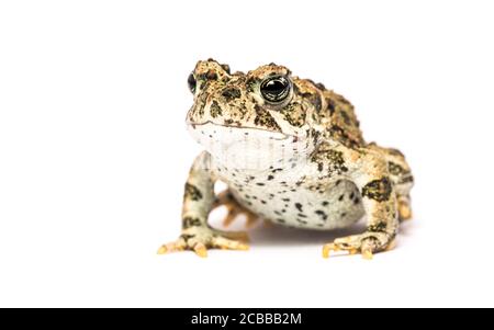 Studio primo piano ritratto di adulti California toad, isolato su bianco Foto Stock