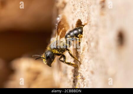 Orange-ventilato muratore ape (Osmia leaiana) femmina che fornisce il suo nido in un hotel delle api con polline, Regno Unito, agosto Foto Stock