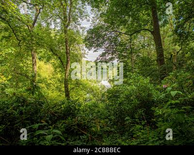 Lago superiore visto attraverso gli alberi al Yorkshire Sculpture Park. Bretton ovest. West Yorkshire, Regno Unito Foto Stock