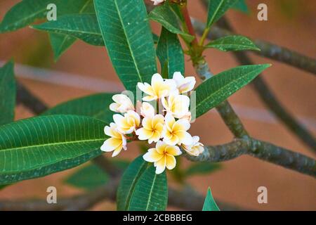 Si trova nella regione orientale dell'Himalaya in India. E' meglio conosciuto per i suoi fiori gialli o bianchi altamente profumati. Questa fragranza ha fatto la champa f Foto Stock