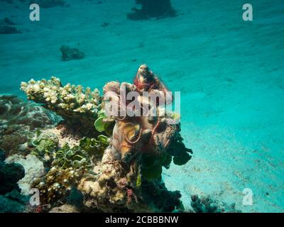 Sponge fragile Star, Ophiothrix suensonii, su spugna, isola di Bathala, Maldive Foto Stock