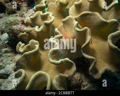 Sponge fragile Star, Ophiothrix suensonii, su spugna, isola di Bathala, Maldive Foto Stock