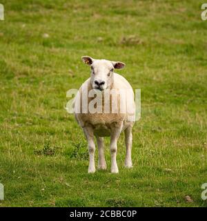 Pecora in piedi da soli, guardando direttamente la macchina fotografica. REGNO UNITO Foto Stock