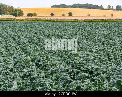 Savoy piante di cavolo che crescono in campo di coltura in estate sole, Lothian orientale, Scozia, Regno Unito Foto Stock