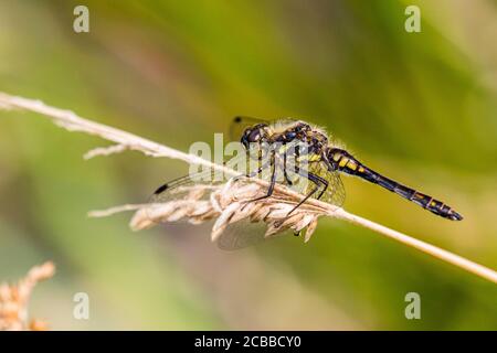 Aberystwyth, Regno Unito. 12 agosto 2020. REGNO UNITO. Come thunder rotolò dragonflies (maschile comune darter (rosso), maschio nero darter (nero con un po 'di giallo)) e damselflies * (smeraldi comuni che si accoppiano su una lama di erba) stavano facendo la maggior parte del caldo sole per nutrirsi e accoppare intorno a uno stagno nel Galles centrale. Credit: Phil Jones/Alamy Live News Foto Stock