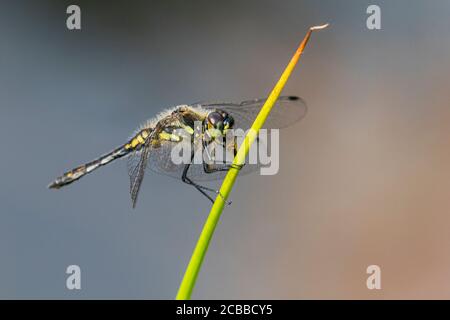 Aberystwyth, Regno Unito. 12 agosto 2020. REGNO UNITO. Come thunder rotolò dragonflies (maschile comune darter (rosso), maschio nero darter (nero con un po 'di giallo)) e damselflies * (smeraldi comuni che si accoppiano su una lama di erba) stavano facendo la maggior parte del caldo sole per nutrirsi e accoppare intorno a uno stagno nel Galles centrale. Credit: Phil Jones/Alamy Live News Foto Stock