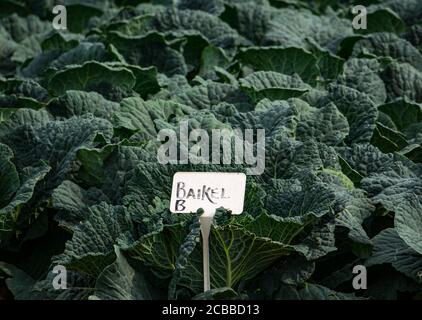 Savoy piante di cavolo che crescono in campo in estate sole con Baikel Crop Label, East Lothian, Scozia, UK Foto Stock