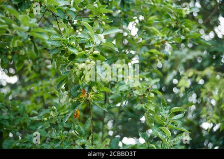 Oregon Crabapple (Malus fascia) l'estate, in un giardino inglese, East Yorkshire, Inghilterra, Regno Unito, GB. Foto Stock